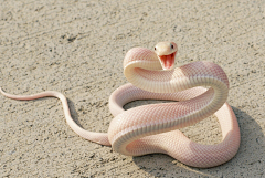 MydZz采集到Reptile - Snake