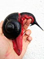 【慎入 “吸血鬼”蜗牛】Platymma tweediei 是一种产于马来西亚半岛的最大的蜗牛，由于其独特的红色，也被称为火蜗牛。如今被人类拿来当宠物养了。 ​​​​