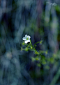 一朵小小的​花——美好的花呀，你长得：这么秀丽，却藏身这僻静沉闷的地方；大自然把你打扮得一身洁白，甜美的花儿开了却没人亲昵。