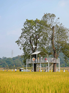 莫嗔-joey采集到田园小品