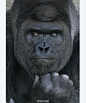 日本名古屋某动物园一头名叫Shabani的雄猩猩最近因帅气俊朗的外形而走红，引发大量女性前来围观，动物园游客量暴增。   【爱我，你怕了嘛】