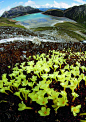 喜马拉雅岩梅 Diapensia himalaica
在碎石密布的高山上，还有一类叫做“岩梅”的娇小花卉，名字与岩须宛若姐妹，它们的花也和岩须一样楚楚动人。在强风呼啸、温度变化剧烈的高山流石滩，很难想象它们的柔弱之躯是如何在恶劣的自然环境下世代繁衍的。（摄影／彭建生）