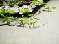 户外,中国元素,墙,瓦,枝_gic5473652_创意图片_Getty Images China