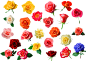 24朵红黄粉玫瑰花图片素材