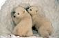 USFWS Alaska - Polar bear cubs
