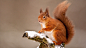 Red squirrel in Cairngorms National Park, Scotland
英国最高的大陆
去看看英国，凯恩戈姆山国家公园
文艺之旅
苏格兰的小众玩法
这只小小的欧亚红松鼠在冬天的苏格兰高地显得格外温暖而舒适。欧亚红松鼠是英国唯一土生土长的松鼠物种，但它的数量正在下降。它们的主要威胁来自于19世纪被引进的灰松鼠，这些灰松鼠比红松鼠更会找寻食物和侵占空间。然而，凯恩戈姆山国家公园为这些小家伙提供了一个可以自由生存的保护地！