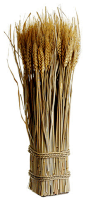 Silk Plants Direct Preserved Wheat and Grass Twig Bundle (Pack of 10) traditional-artificial-flowers-plants-and-trees