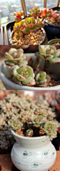 #格尼斯玫瑰# Echeveria Tramuntana
艾格尼斯玫瑰为景天科拟石莲属多肉植物，目前花友对艾格尼斯玫瑰最大的争议是和红化妆的区别，认为是同一种植物的也有，认为是不同植物的也有，因为现在很多景天科植物都是杂交园艺种，所以在某种程度上很难区分，有花友总结艾格尼斯玫瑰相对于红化妆叶片更为圆润，更厚，株型更为紧凑包裹一些，不过后期可能就很难看出区别了。
#多肉植物# ≖‿≖✧8号抹茶-收集