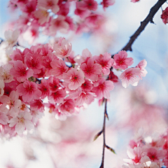 东走西顾的小白采集到大自然の花草