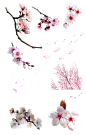 Flor de cerezo PNG by nayareth