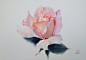 水彩玫瑰 | 绘画：Sattha Homsawat·泰国