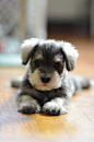 #小狗萌宠#mini-Schnauzer puppy.. precious <3 he looks so much like Jackson as a puppy!!! OBSESSED.: 