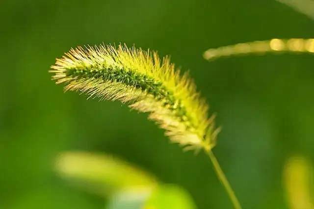 生命是灿烂的花树，需要悉心呵护，才能枝繁...