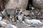 A cat and fox became two unlikely best friends that share a territory and hunt together as well as frequent cuddling. 