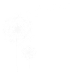 凯恩£采集到Dandelion