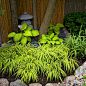 Elements of a Japanese Garden : Japanese gardens combine the basic elements of plants, water, and rocks with simple, clean lines to create a tranquil retreat. Learn how to make your own Zen garden.