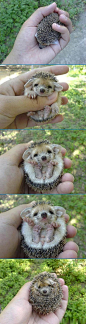 Baby hedgehog by marta