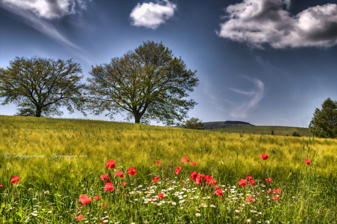 Photograph Umbria gr...