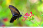 昆虫生态-花朵上的蝴蝶