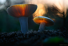 鸡蟹师采集到Mushroom