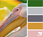 pelican color