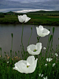 followthewestwind:  White poppies ~ Arctomecon merriamii (via Pinterest)