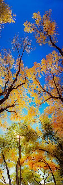Autumn cottonwoods, ...