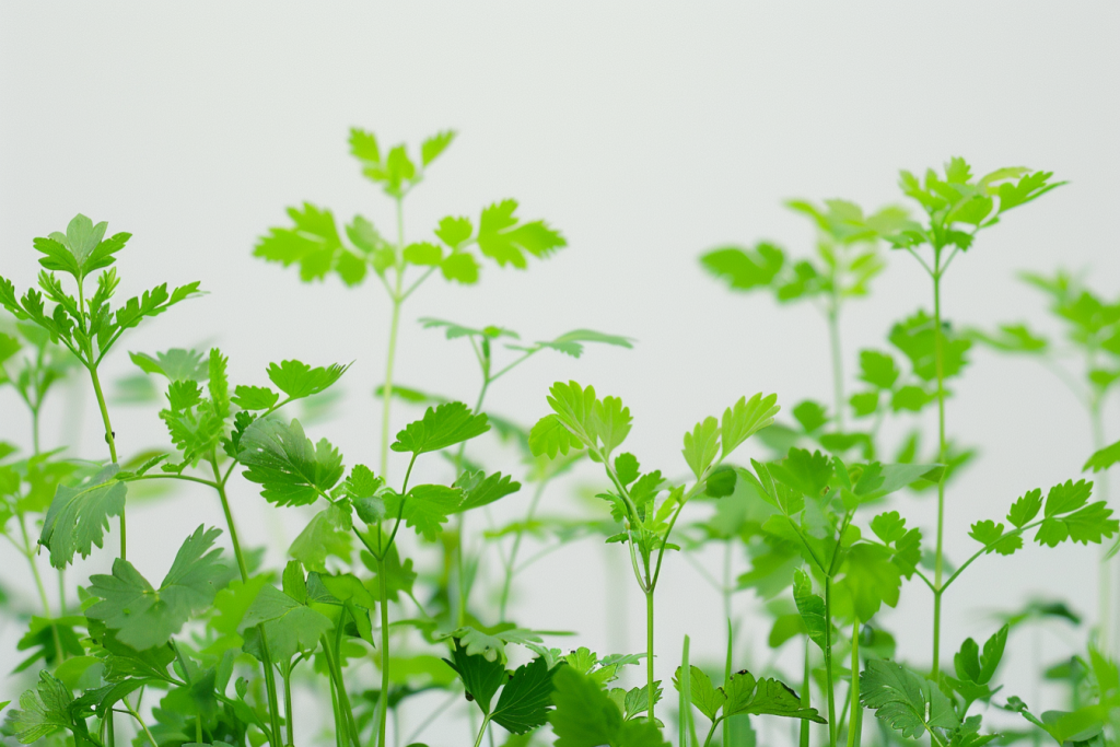 0266977f8672a3c7aacd98a54e9dfba7ccc5d9b91120ab-QOK8KL