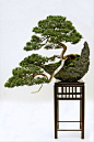 ~~A Chinese Juniper Bonsai (Juniperus chinensis) trained in the Han-kengai or semi-cascade style by Grufnik~~