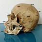树脂骷髅头静物绘画人头骨艺用人体肌肉骨骼解剖头颅头骨模型美术-淘宝网