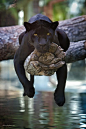 Animal - Jaguar - Big Cats -by Charlie Burlingame on 500px: 