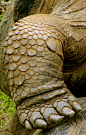 The amazing Galapagos Tortoise - via Galapaguide's photo on Google+