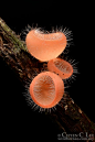 Cookeina tricholoma. A delicate Cup Fungus growing on a fallen branch in the lowland rainforest of Borneo.