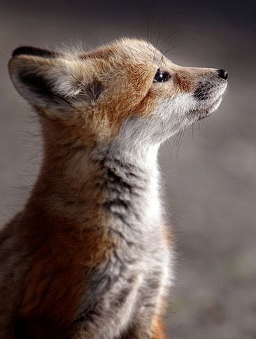 fluffy fox.
