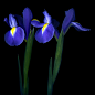 TWO TO TANGO... IRIS : The name Iris is Greek and it means rainbow for its many colours. However, most irises are shades of blue or purple. The majority of irises that we see today are hybrids of the originals.  The iris has been around for many centuries