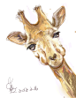 houjiajiajia  的插画 长颈鹿同学
