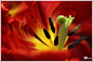 鹦鹉型郁金香：Tulipa <wbr>Rococo