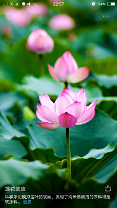 春龍采集到花花世界