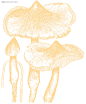 蘑菇源文件