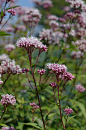 Thoroughwort