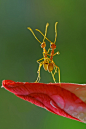 Photograph Dancing Ant by teguh santosa on 500px
