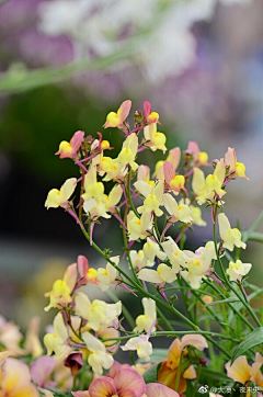 水~仙采集到水仙、植物/花草/系列合成素材