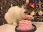 推上的一主人，给自家猫准备的生日蛋糕，结果吃的满脸都是๛ก(ｰ̀ωｰ́ก)