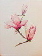 中国画水墨花卉--玉兰花