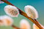 Photograph Spring feelings by Sonja Probst on 500px