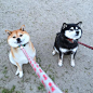 I couldn't describe a shiba inu better if I tried : 