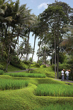 yuxi2015采集到东南亚植物