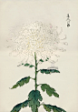 from Art of the Japanese Chrysanthemum