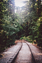 Henry Cowell Redwoods State Park, CA