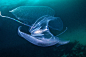 生物学家兼摄影家 Alexander Semenov在红海拍下了这组超唯美的水母影集。清澈的海水，自然的日光，让水母看上去犹如外星物种般神秘唯美自然